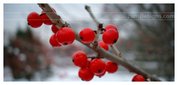 February red in winter