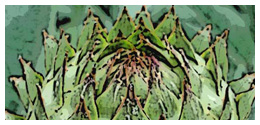 Illustration work of a cardoon pod